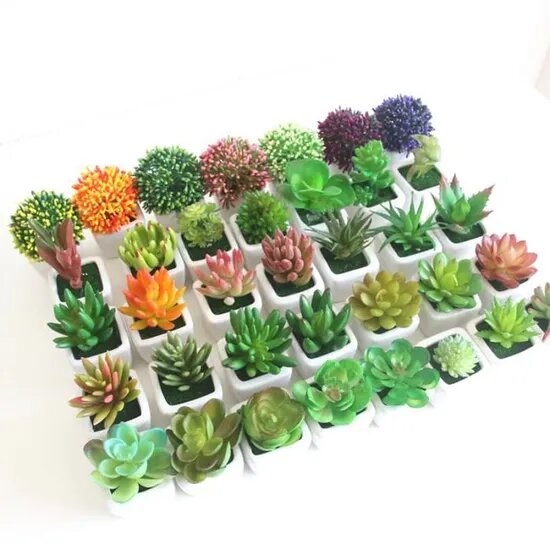 Mini Cactus Succulent bonsaï en Pot pour décoration de bureau