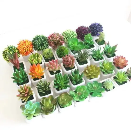 Mini Cactus Succulent bonsaï en Pot pour décoration de bureau